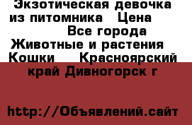 Экзотическая девочка из питомника › Цена ­ 25 000 - Все города Животные и растения » Кошки   . Красноярский край,Дивногорск г.